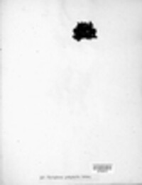 Umbilicaria polyphylla image